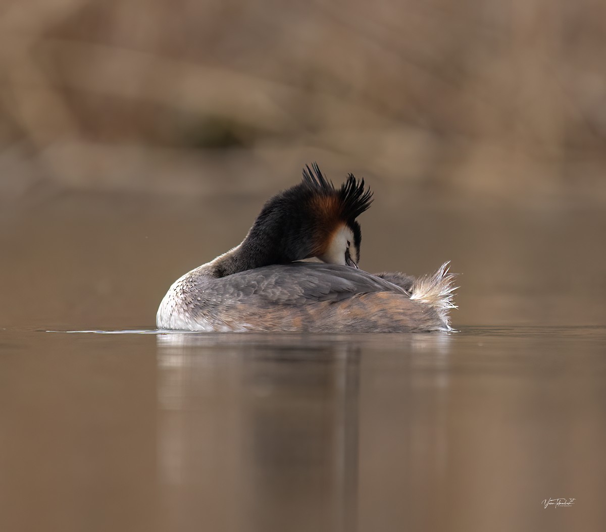 Great Crested Grebe - ML616554021