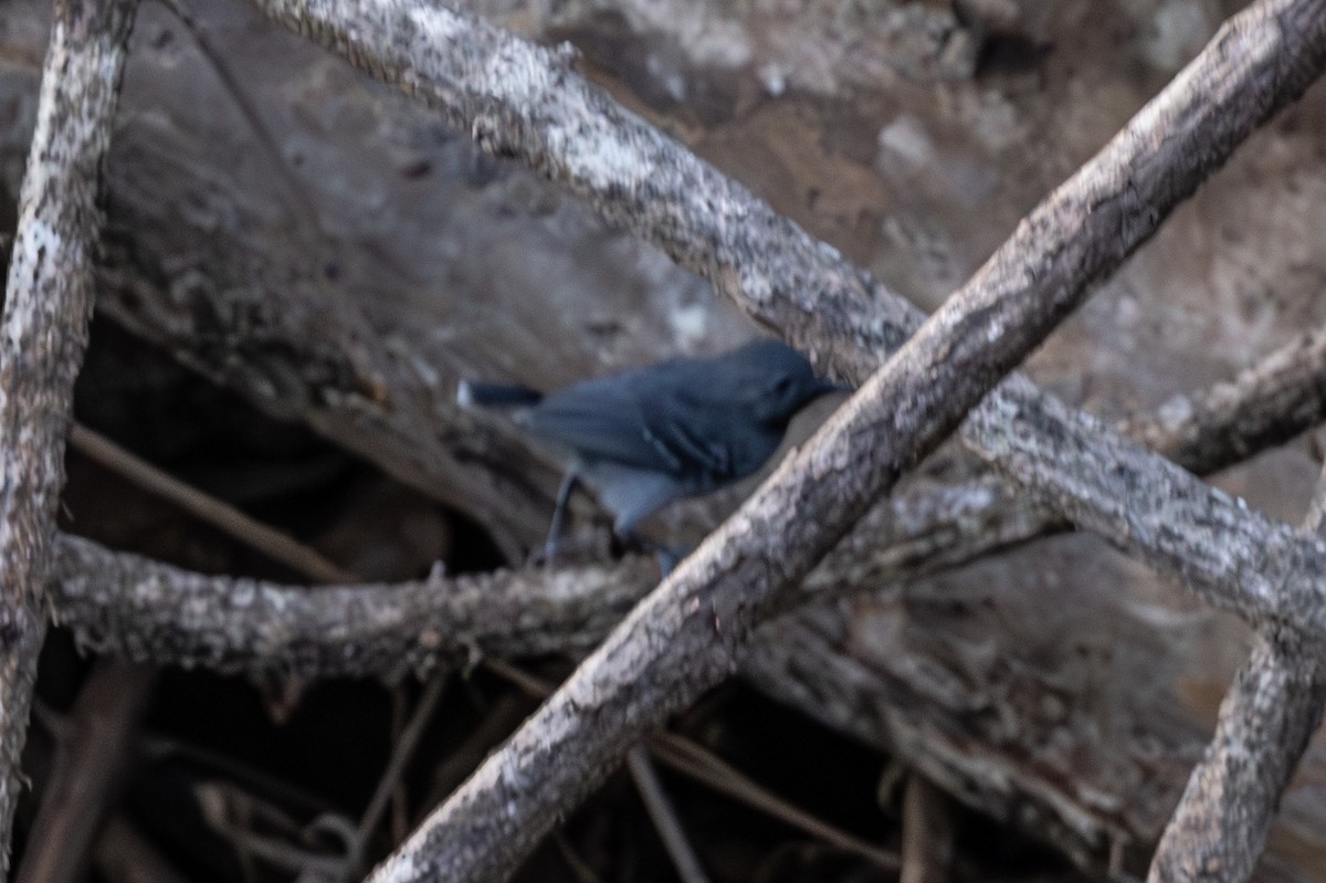 Black-chinned Antbird - ML616554143