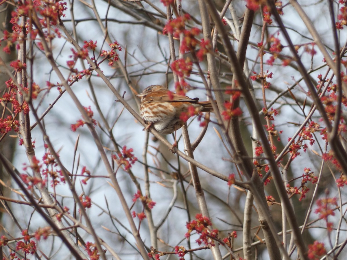 Fox Sparrow (Red) - ML616554168