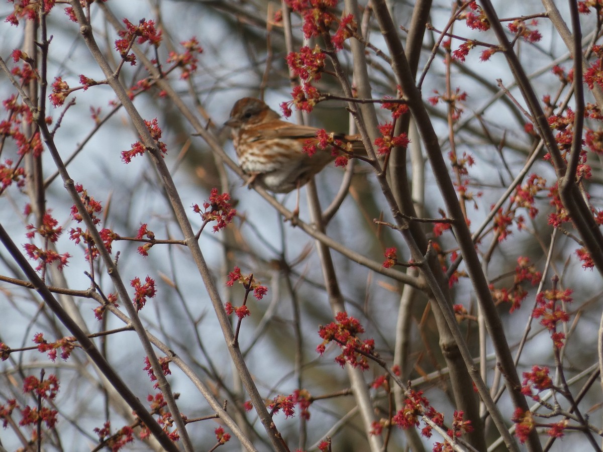 Fox Sparrow (Red) - ML616554169