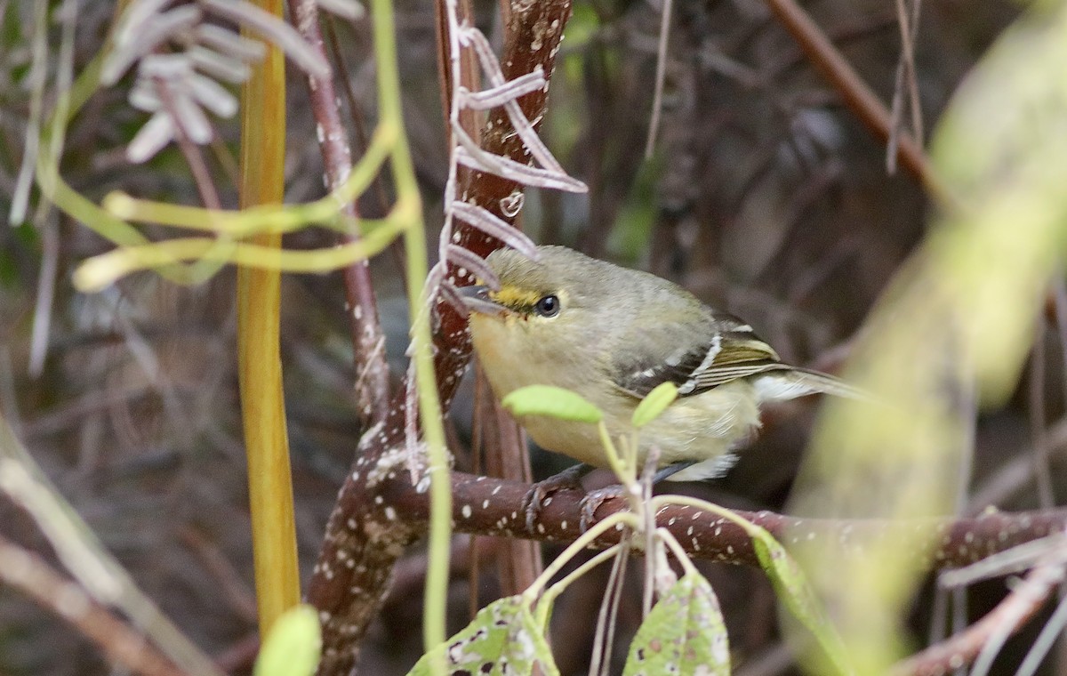 Thick-billed Vireo - ML616554192