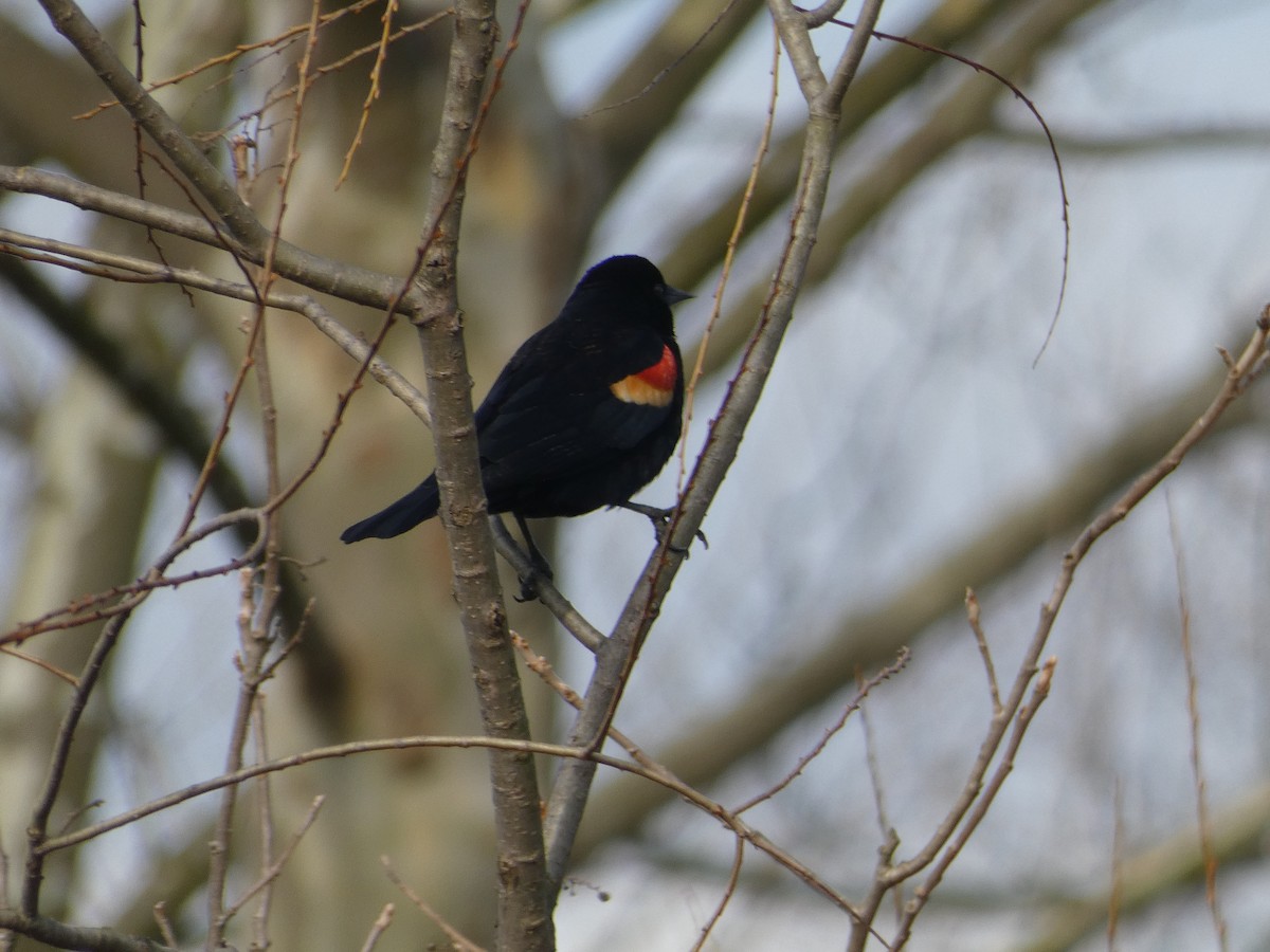 Red-winged Blackbird - Al Guarente