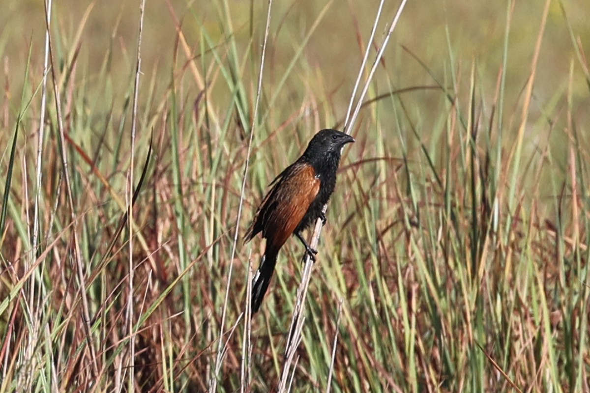 Black Coucal - Alan Bedford-Shaw