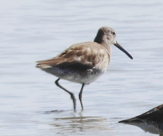 Long-billed Dowitcher - ML616554275