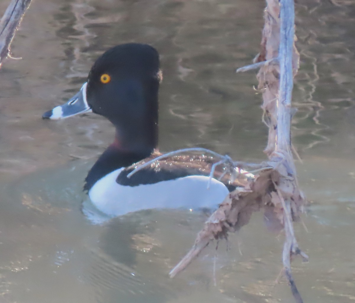 Ring-necked Duck - ML616554277