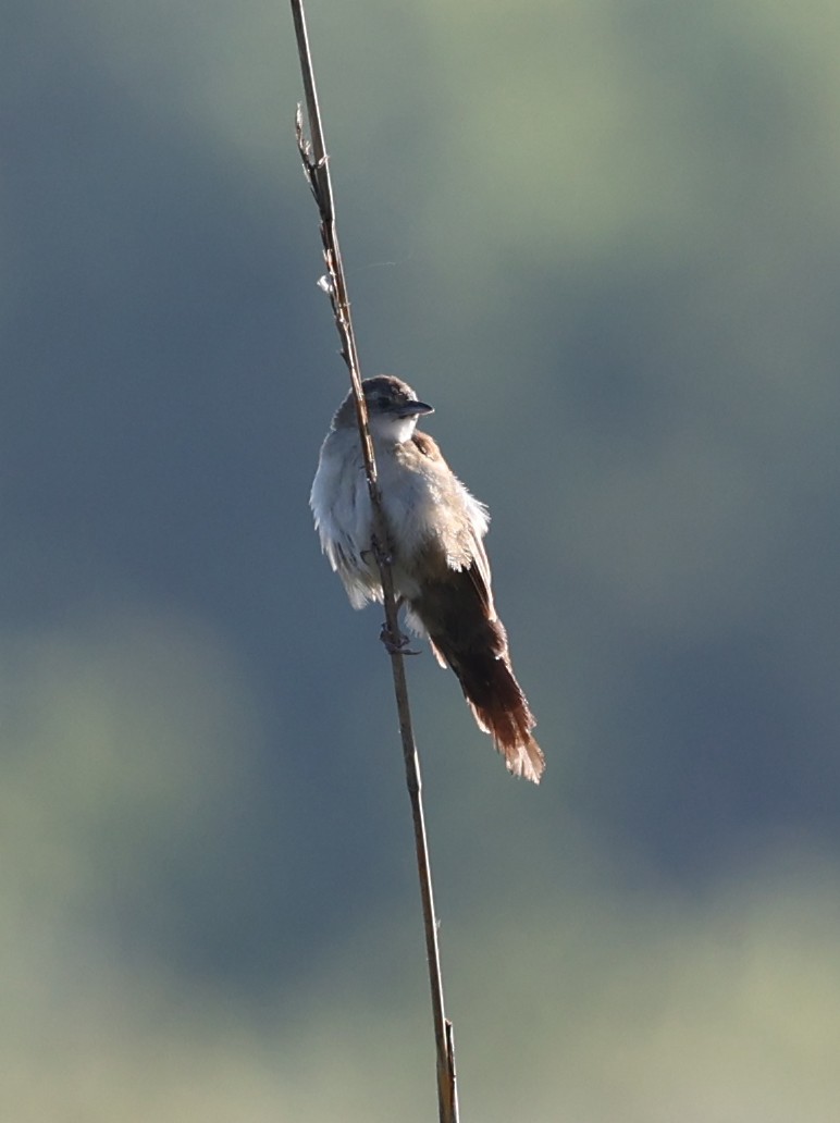 Fan-tailed Grassbird - Alan Bedford-Shaw