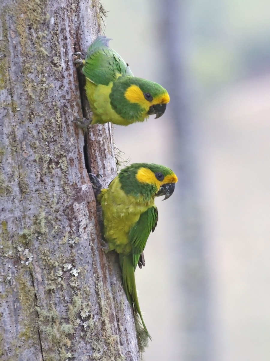 Yellow-eared Parrot - ML616554407