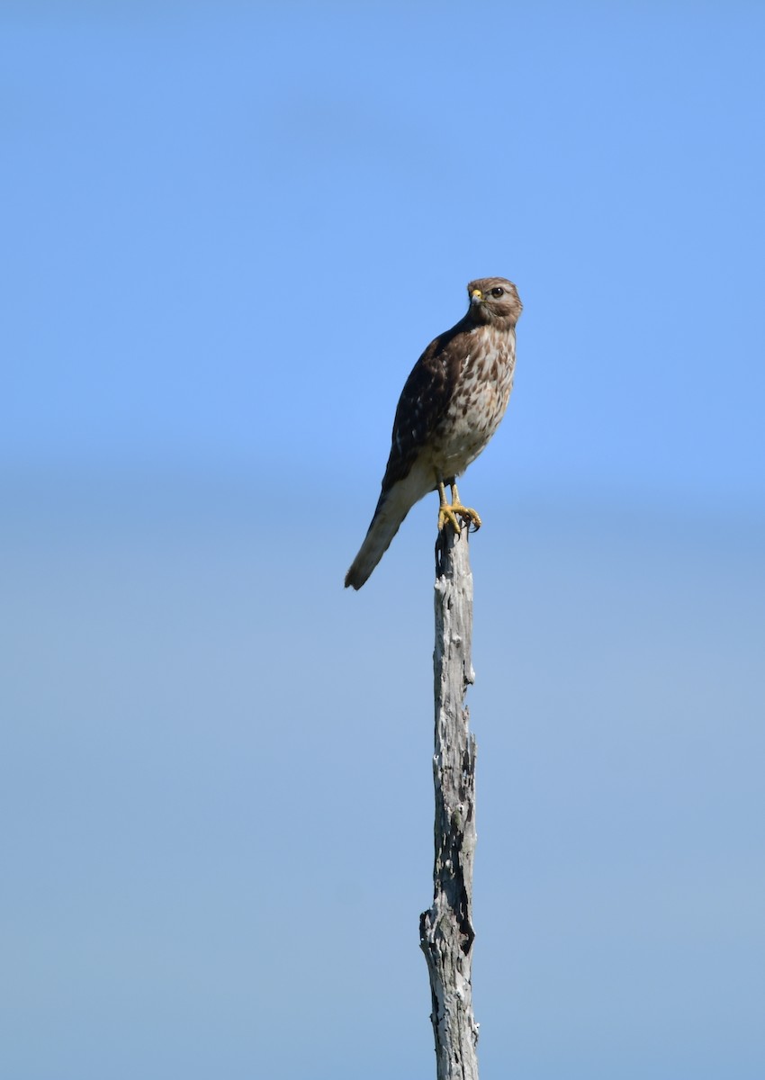 Red-shouldered Hawk - Chaiby Leiman