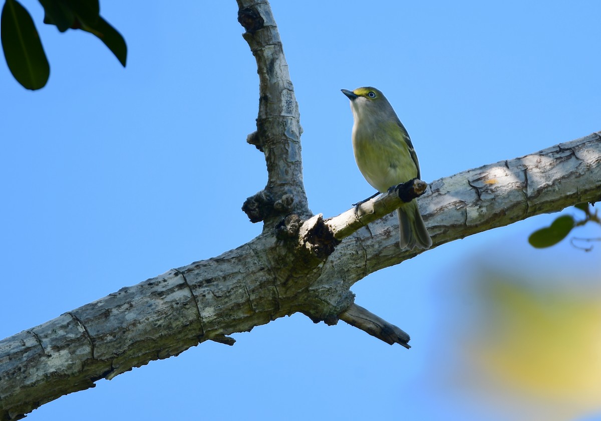 White-eyed Vireo - Chaiby Leiman