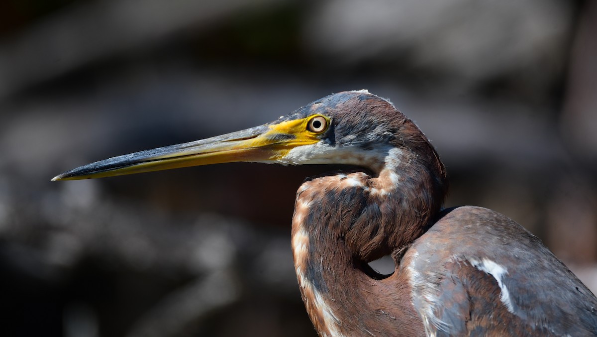 Tricolored Heron - Chaiby Leiman