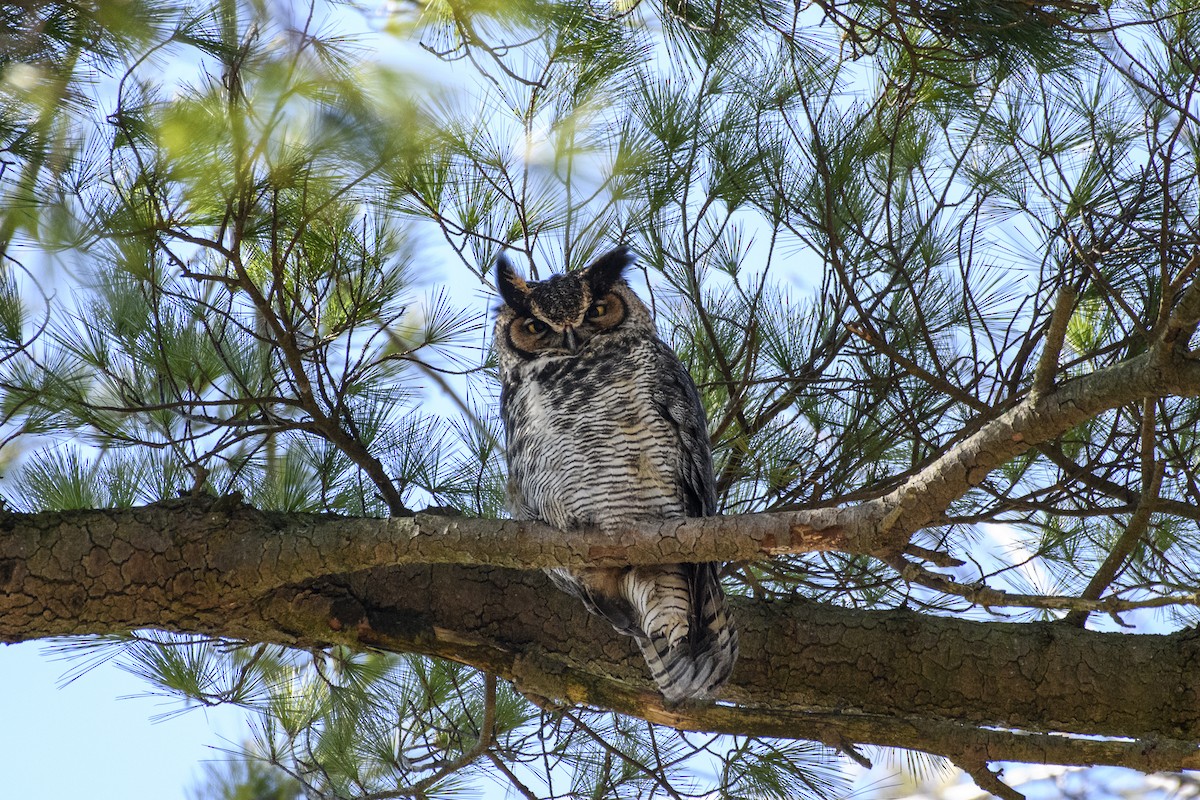 Great Horned Owl - ML616554469