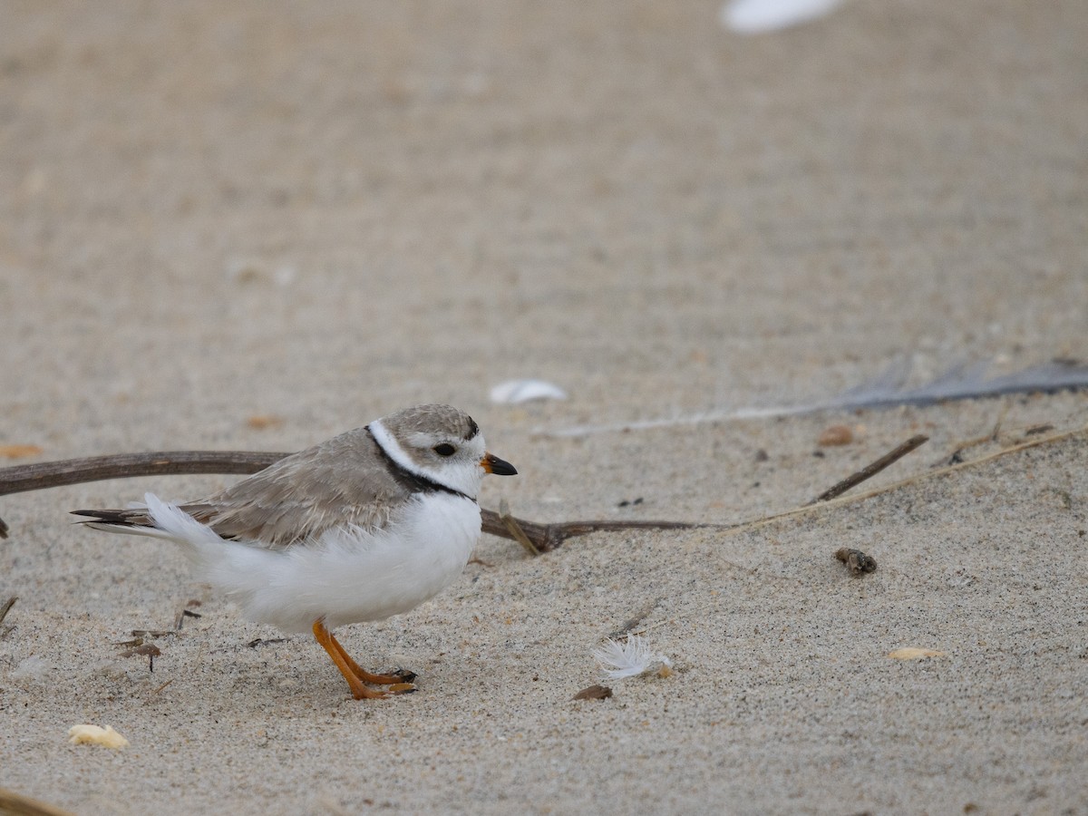 Piping Plover - ML616554521