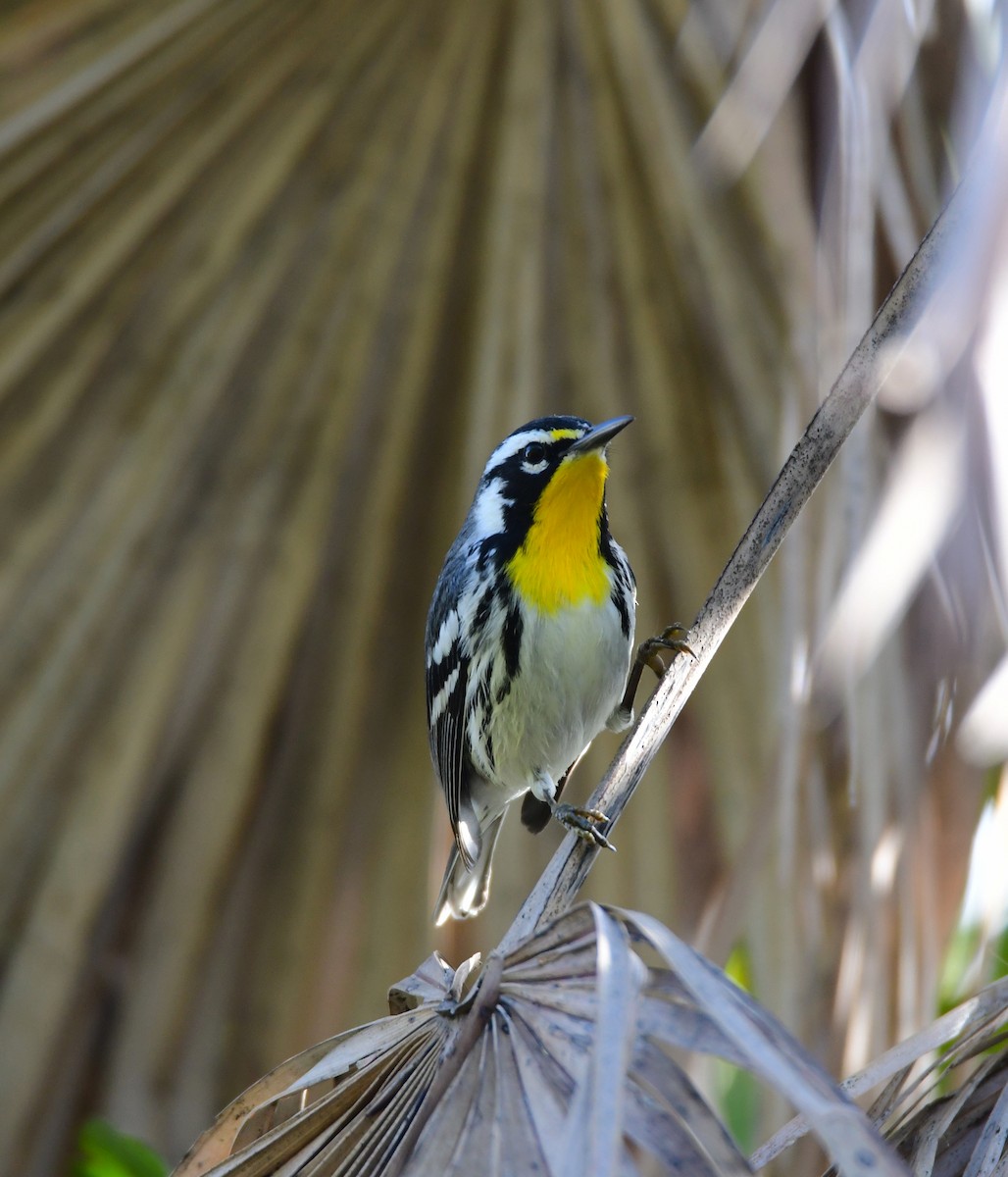 Yellow-throated Warbler - ML616554546