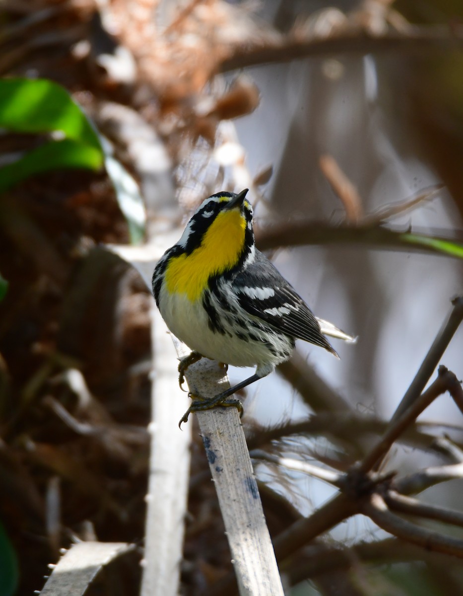 Yellow-throated Warbler - Chaiby Leiman