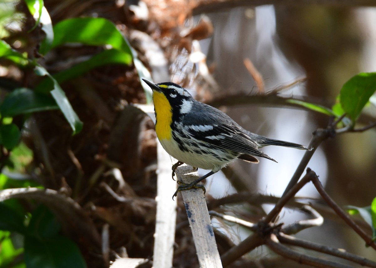 Yellow-throated Warbler - ML616554549