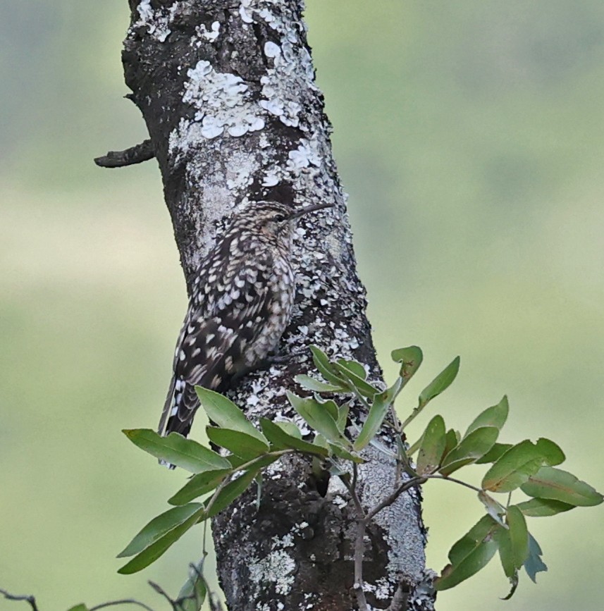 African Spotted Creeper - ML616554571