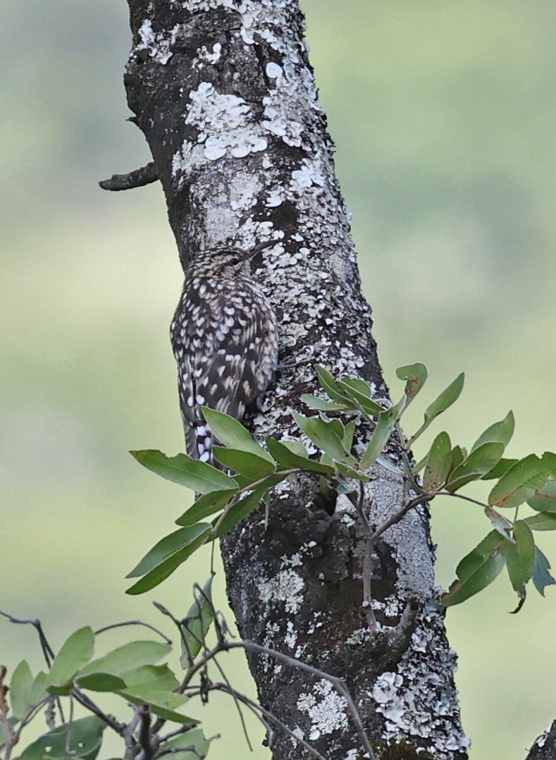 African Spotted Creeper - ML616554572