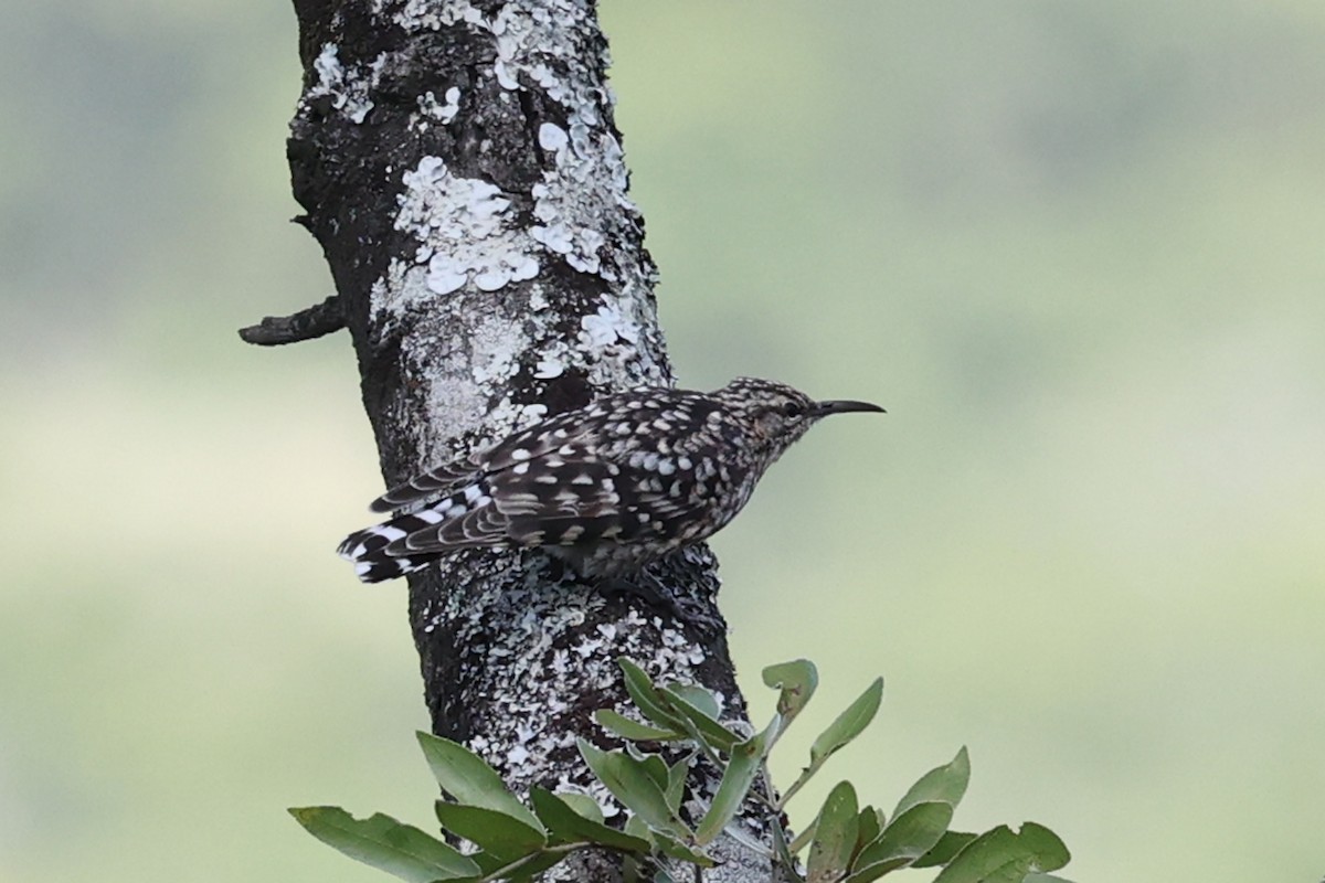 African Spotted Creeper - ML616554573