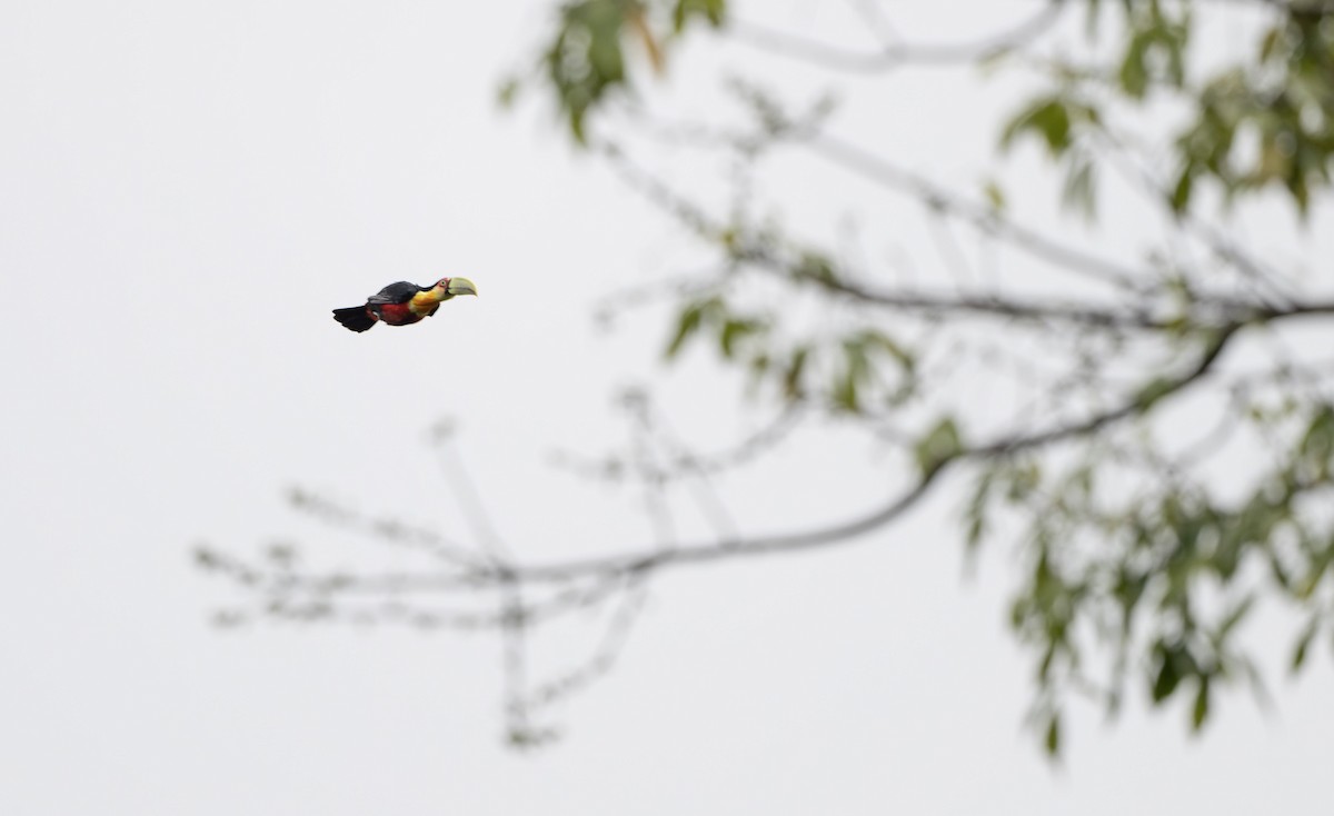Red-breasted Toucan - ML616554628