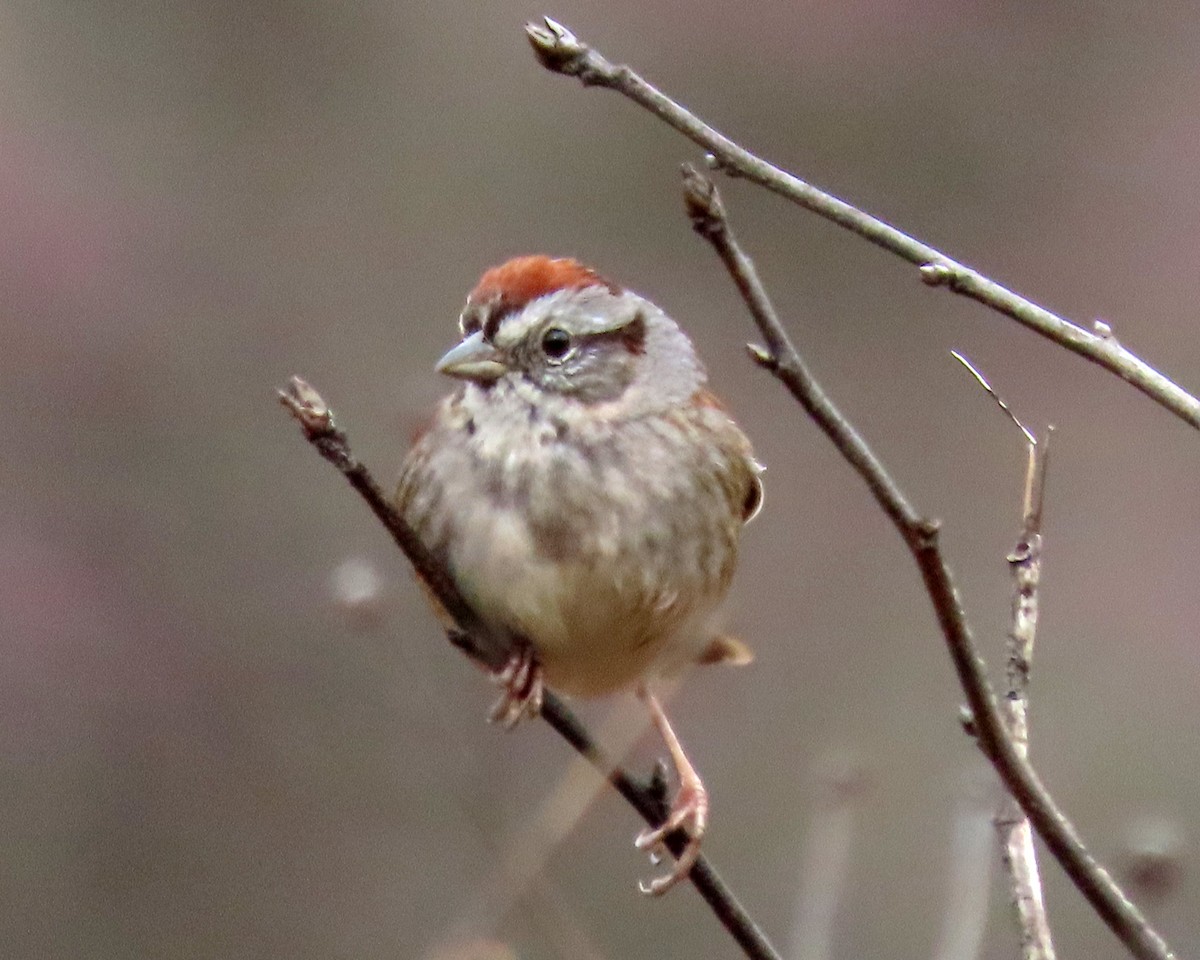 Swamp Sparrow - ML616554663