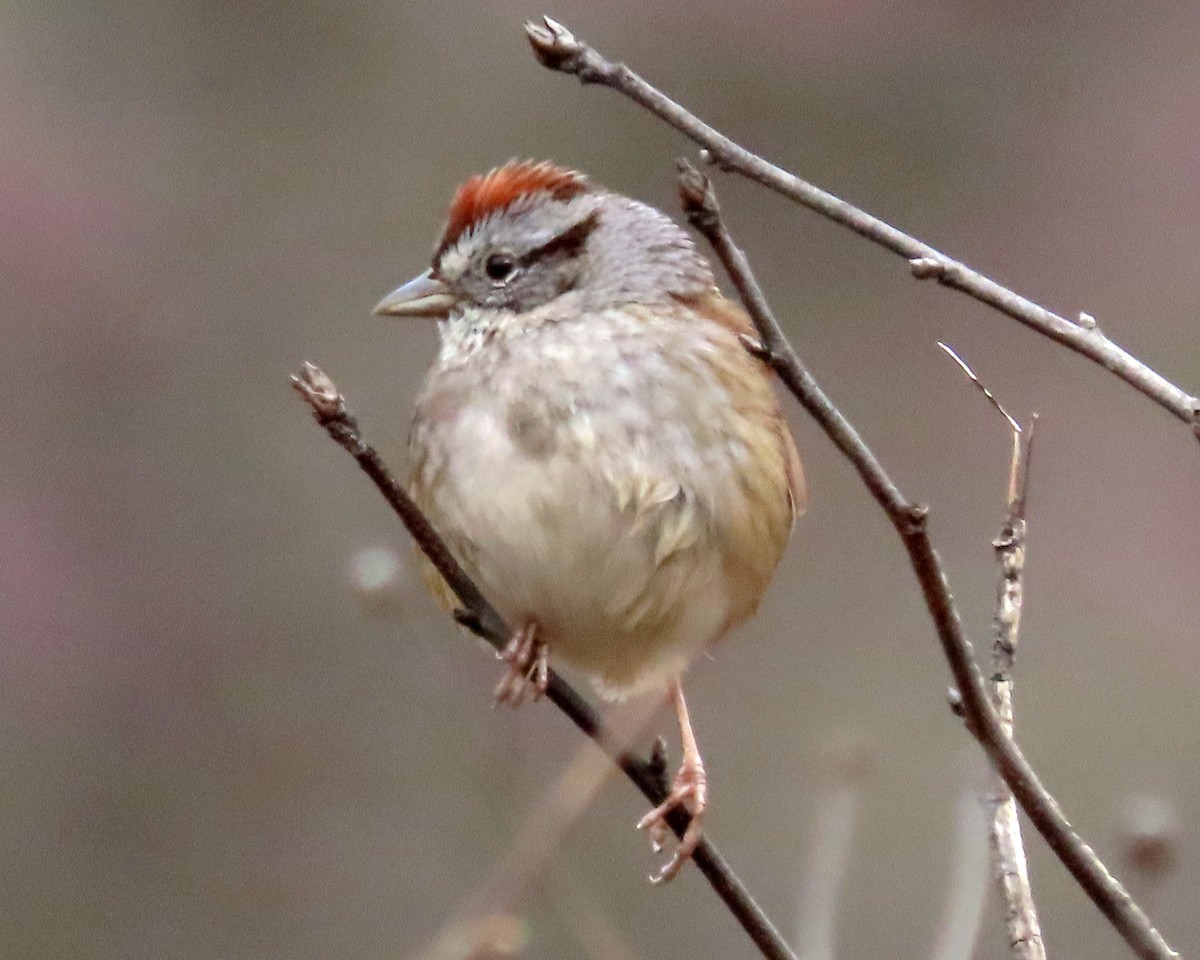 Swamp Sparrow - ML616554664