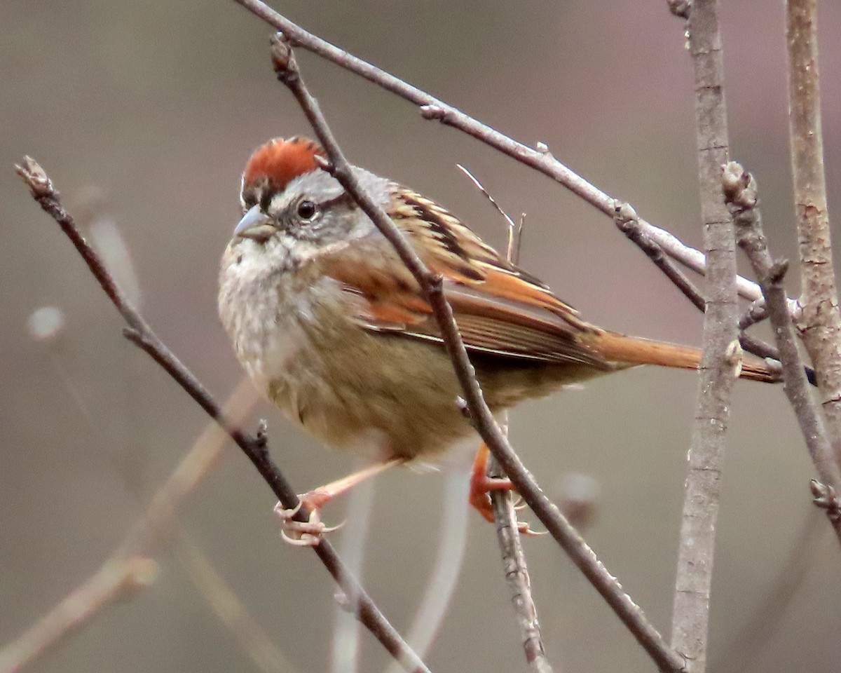 Swamp Sparrow - ML616554666