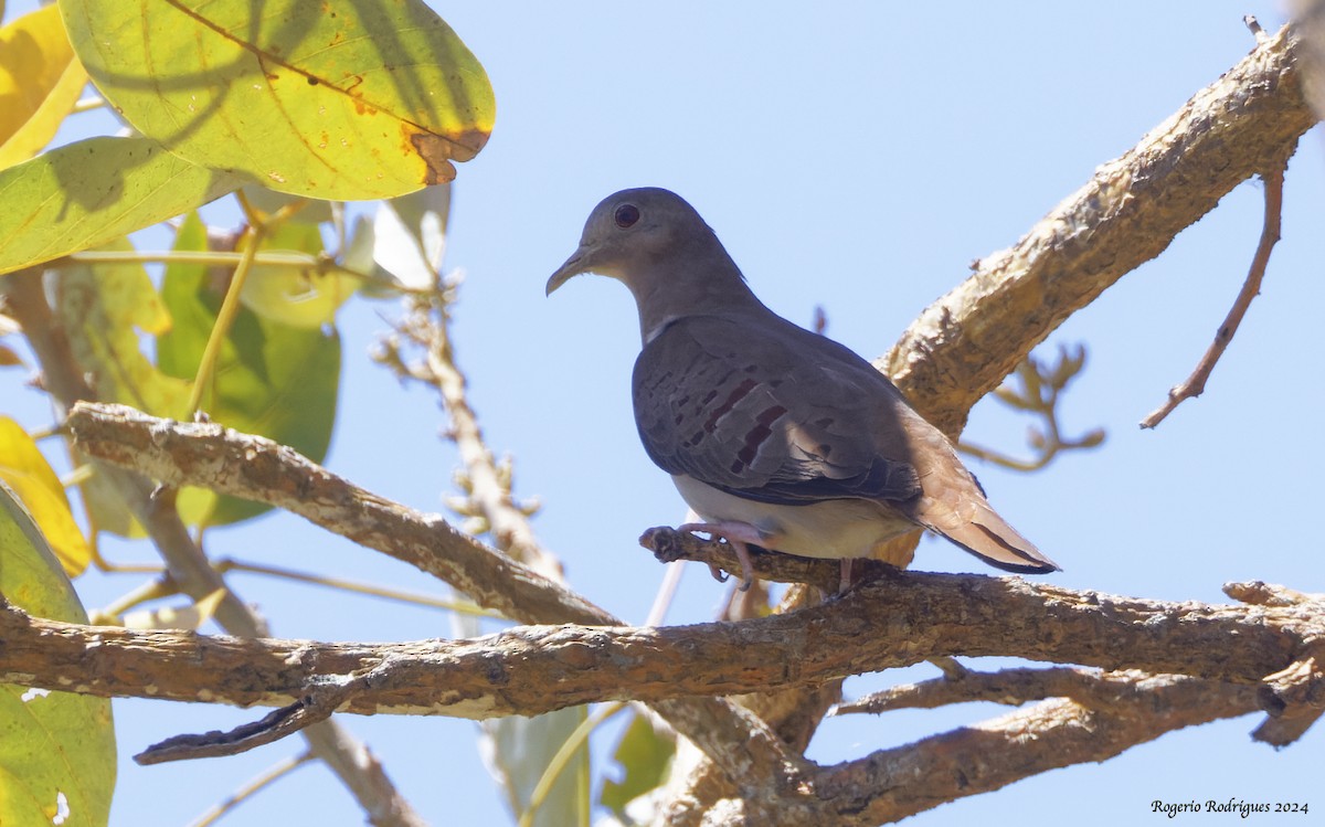 Blue Ground Dove - Rogério Rodrigues