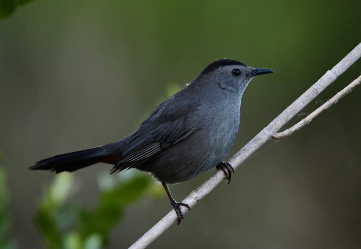 Gray Catbird - Chaiby Leiman