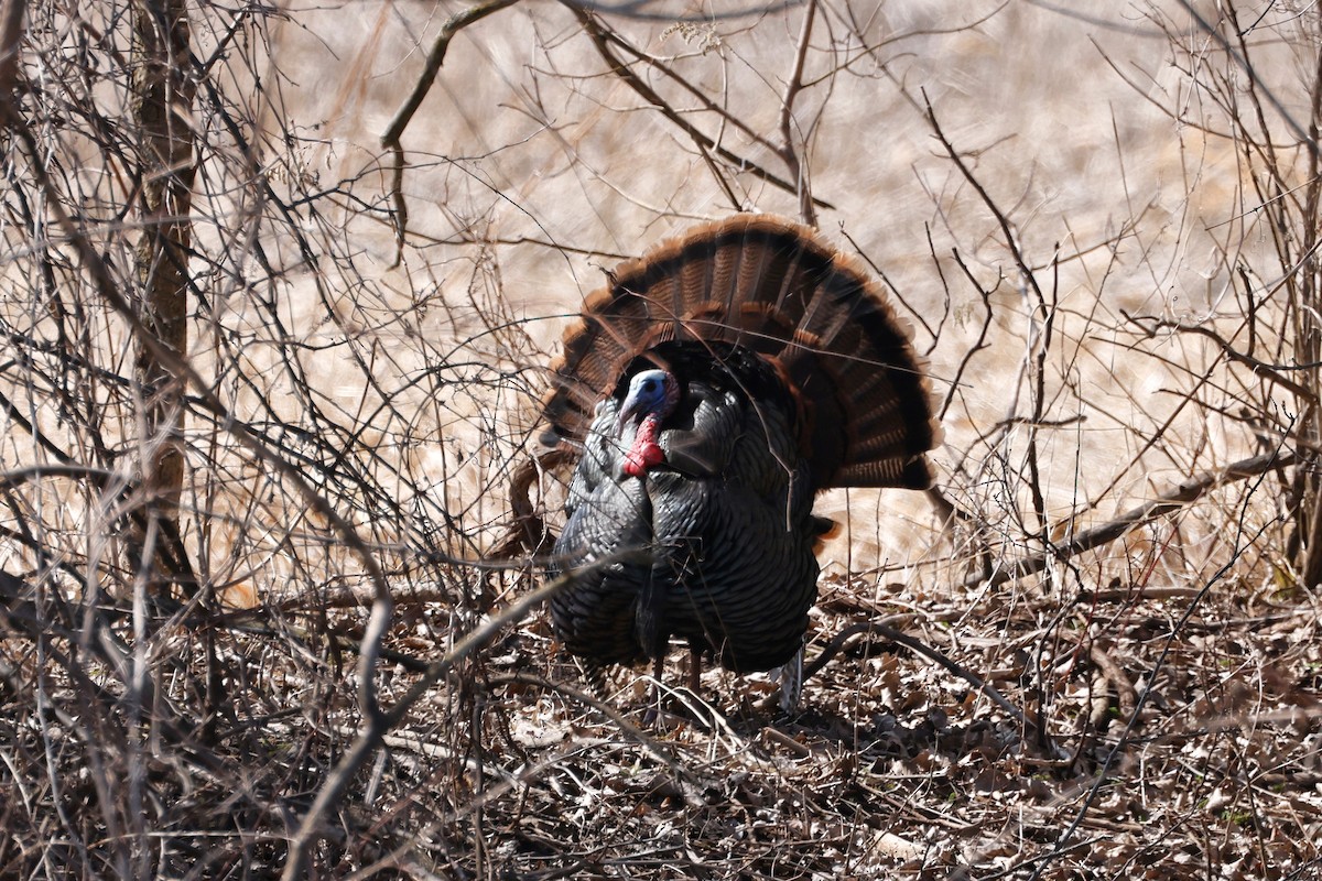 Wild Turkey - Denis Tétreault