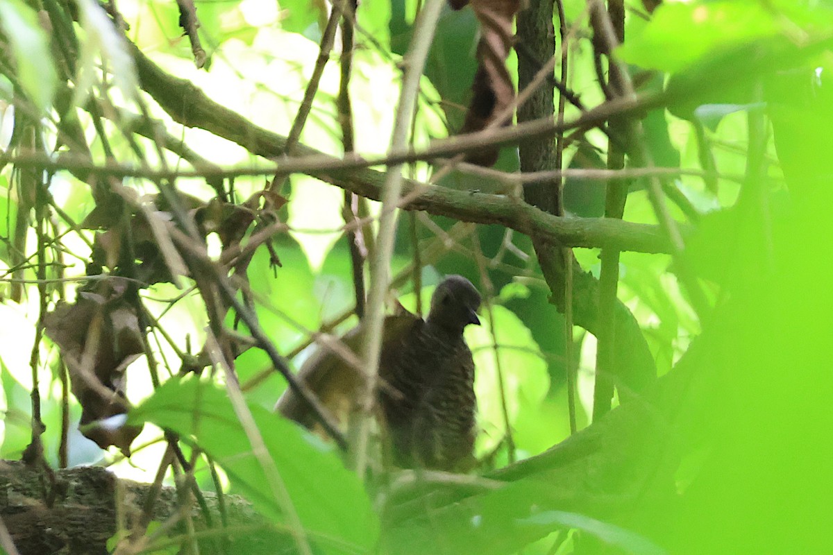 Buff-spotted Woodpecker - ML616554788