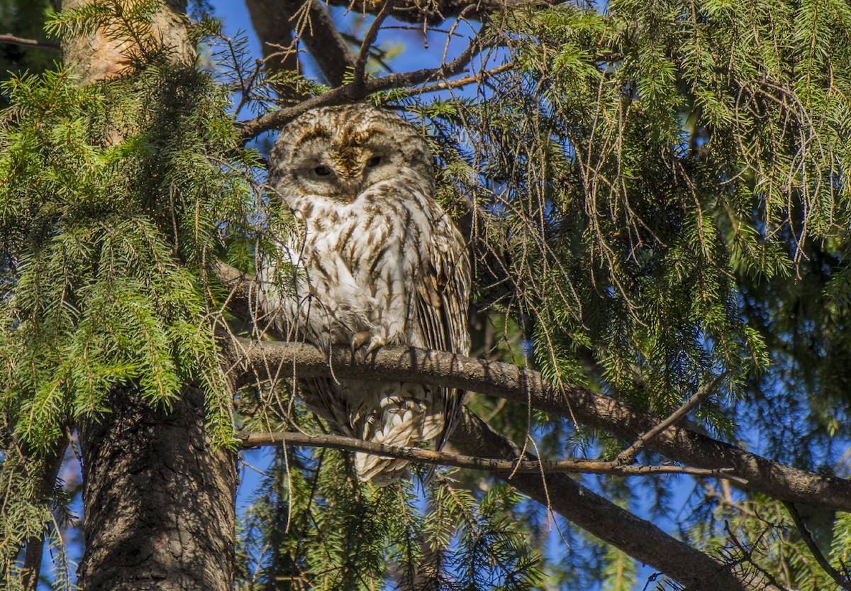 Tawny Owl - ML616554875
