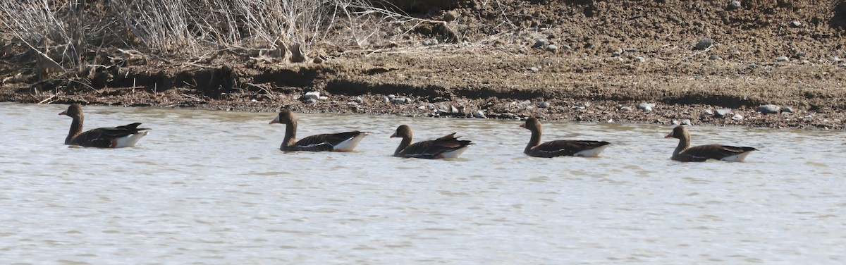 Greater White-fronted Goose - ML616554900