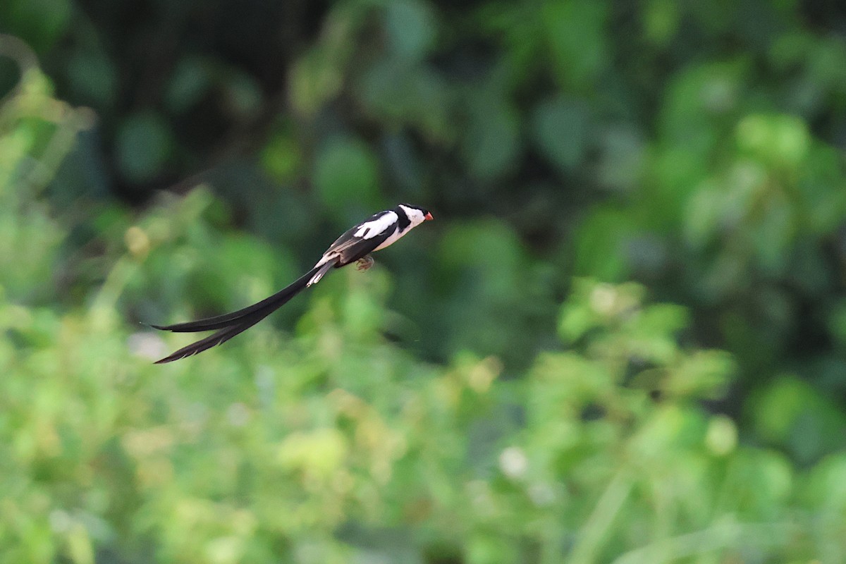 Pin-tailed Whydah - ML616554906