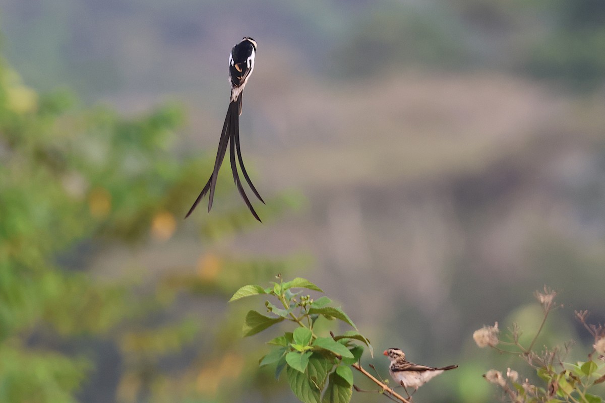 Pin-tailed Whydah - ML616554907