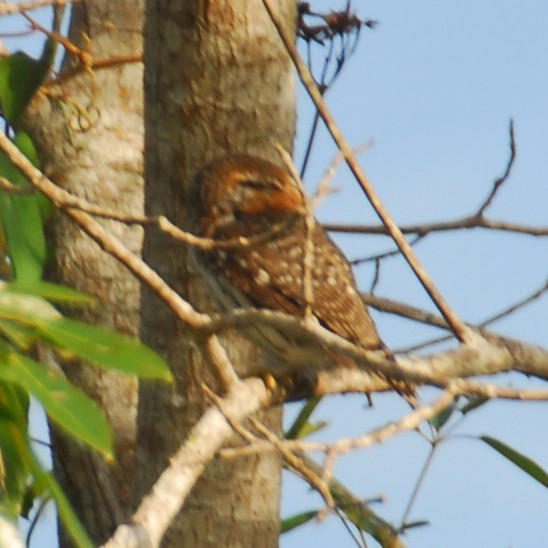 Cuban Pygmy-Owl - ML616554975