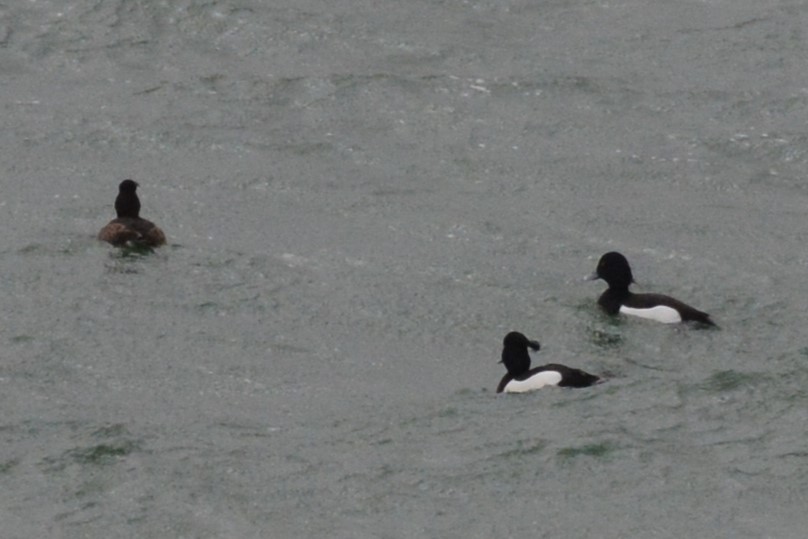 Tufted Duck - ML616554977