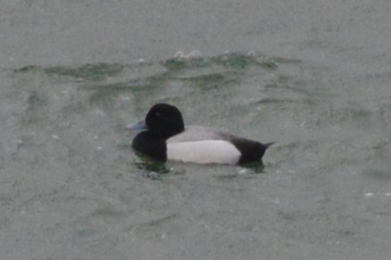 Greater Scaup - ML616554992