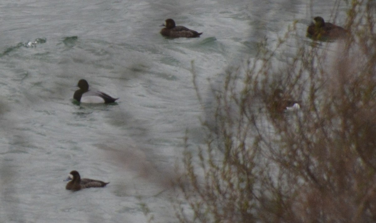Greater Scaup - ML616554997