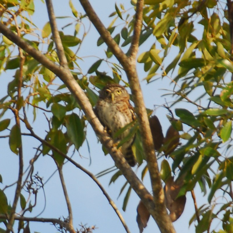 Cuban Pygmy-Owl - ML616555024