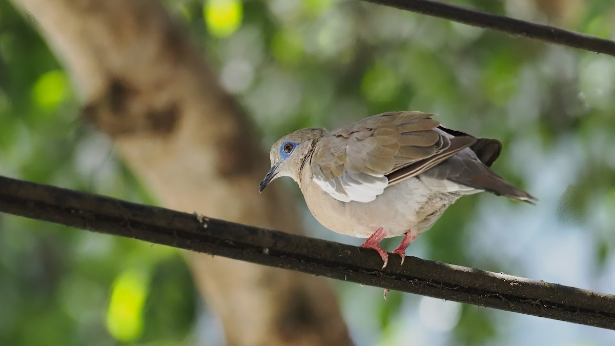 West Peruvian Dove - Mark Cloutier