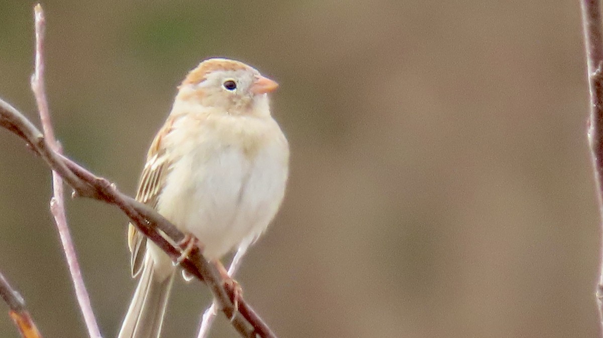 Field Sparrow - ML616555060