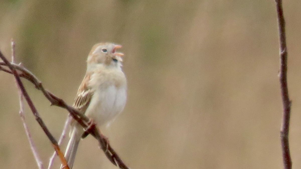 Field Sparrow - ML616555061