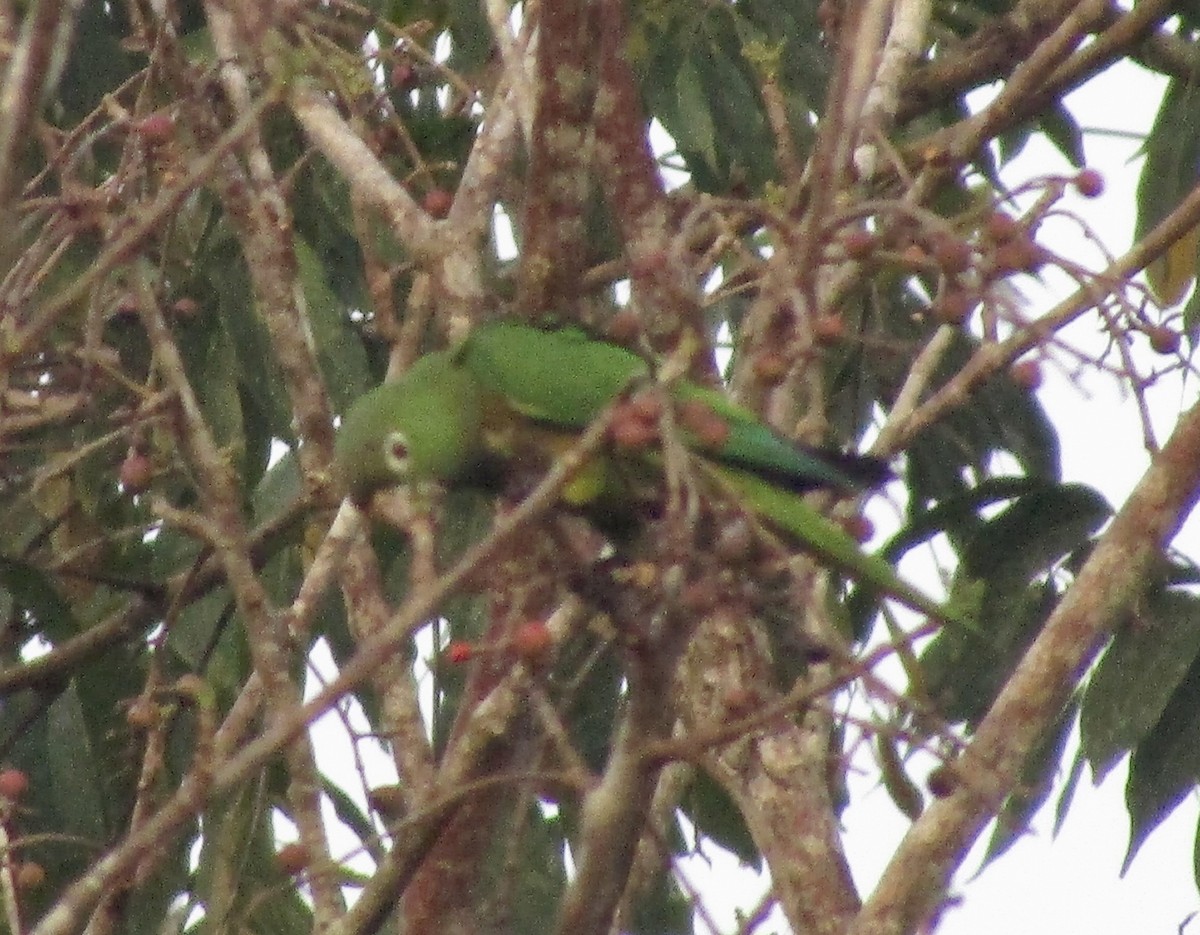 Olive-throated Parakeet - ML616555072