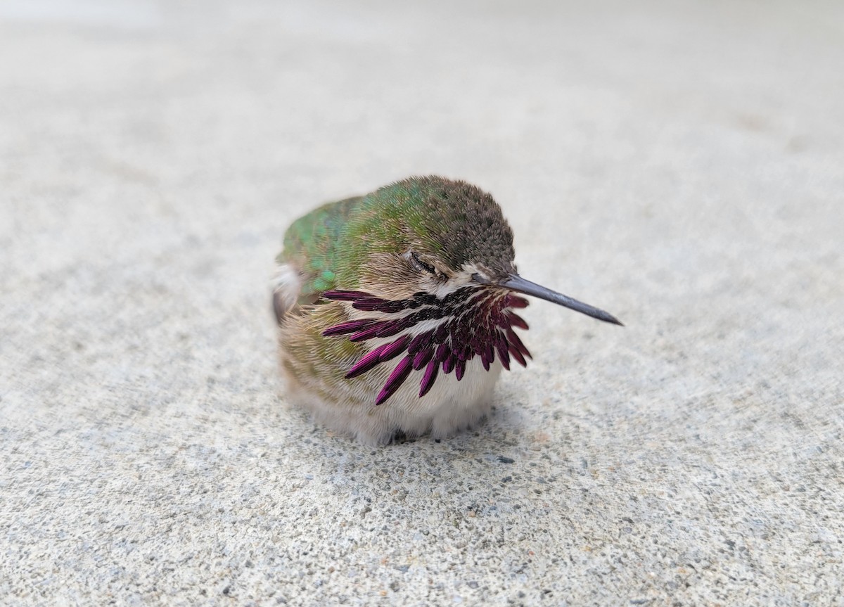 Calliope Hummingbird - Tom Benson