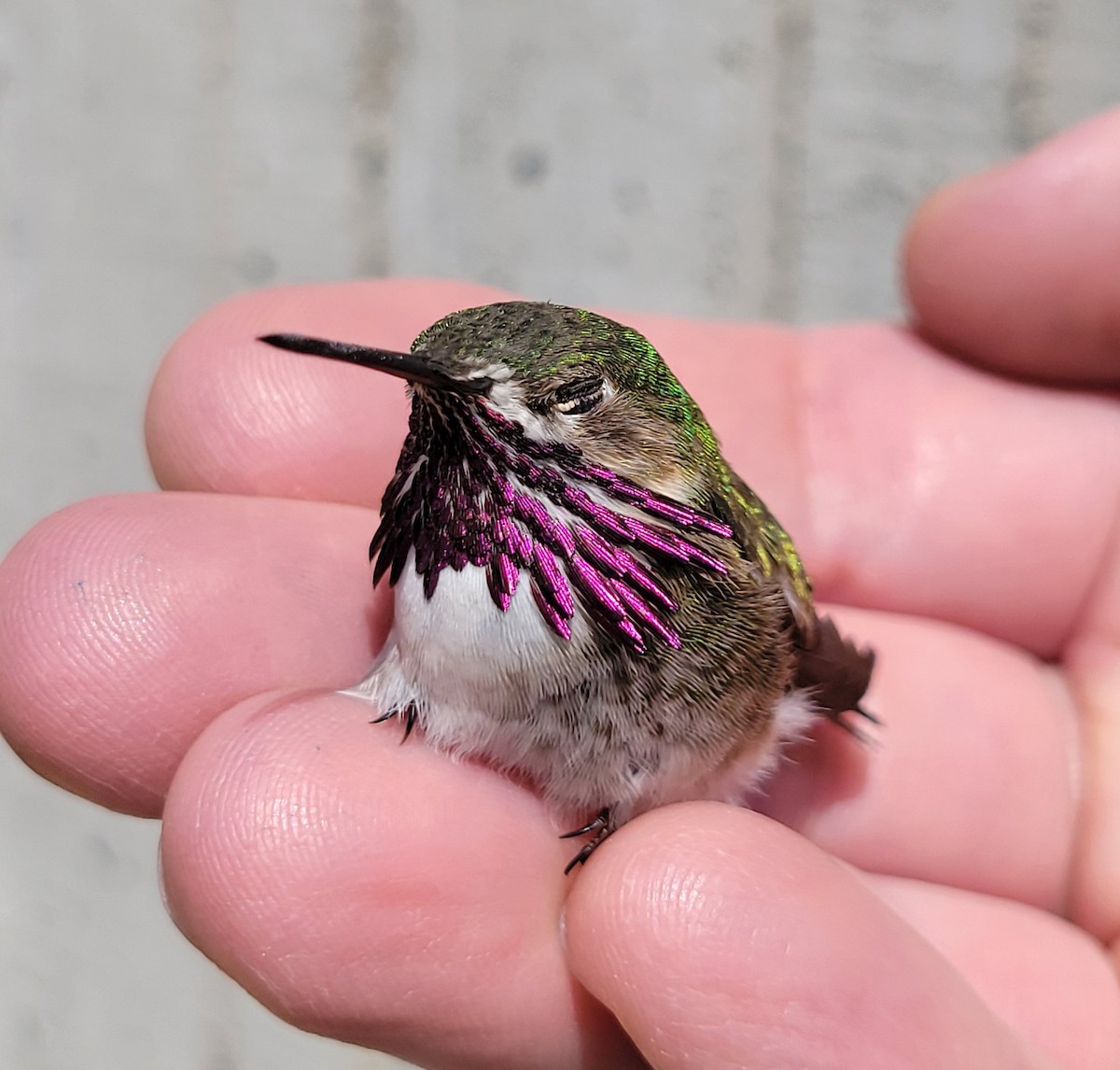Calliope Hummingbird - ML616555129