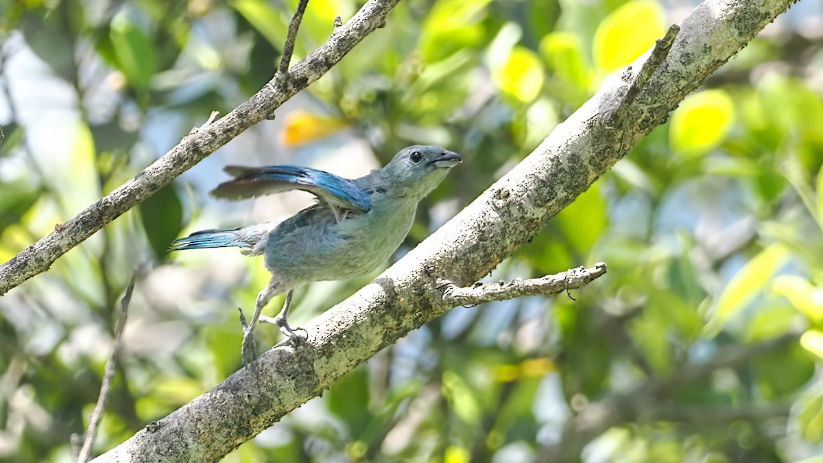 Blue-gray Tanager - ML616555130