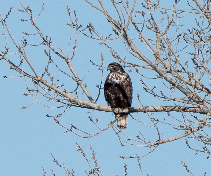 Red-tailed Hawk (Harlan's) - ML616555188