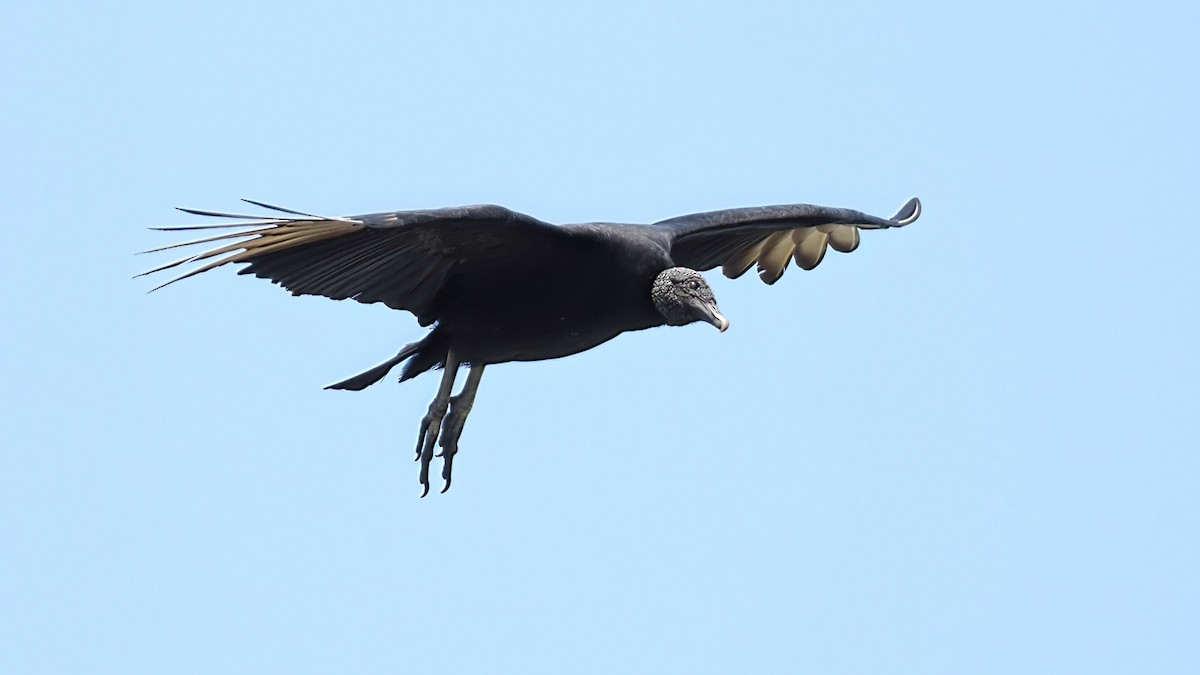 Black Vulture - Mark Cloutier