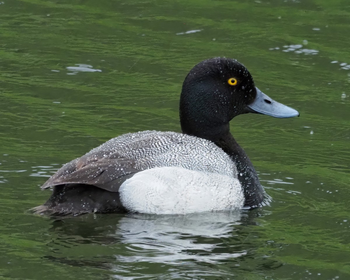 Greater Scaup - ML616555332