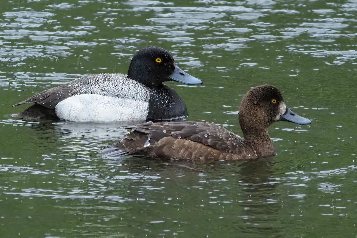 Greater Scaup - ML616555333